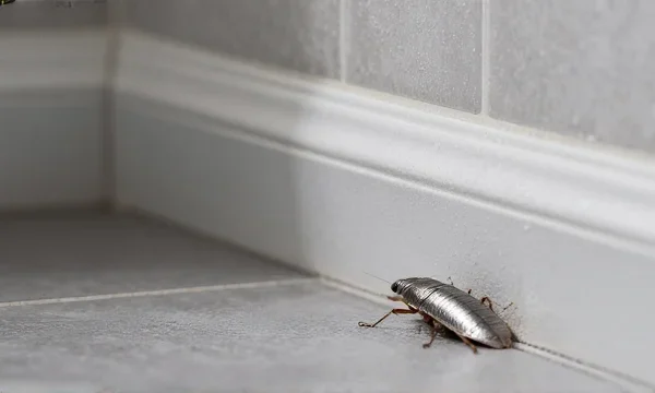 How to Get Rid of Silverfish in Your UK Home and Stop Them Coming Back