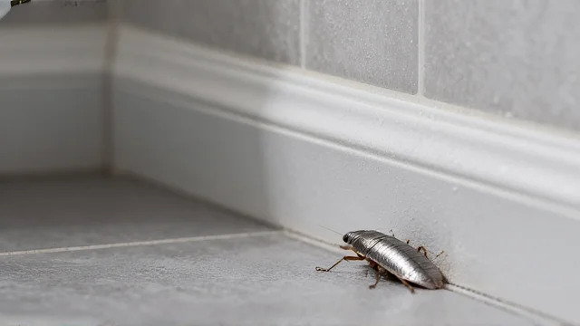 How to Get Rid of Silverfish in Your UK Home and Stop Them Coming Back